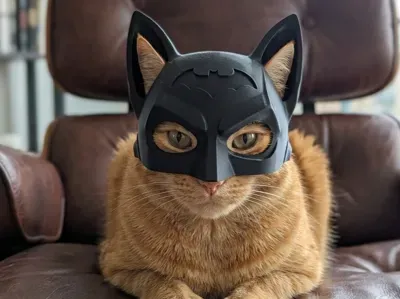 The best batman cat helmet ever!